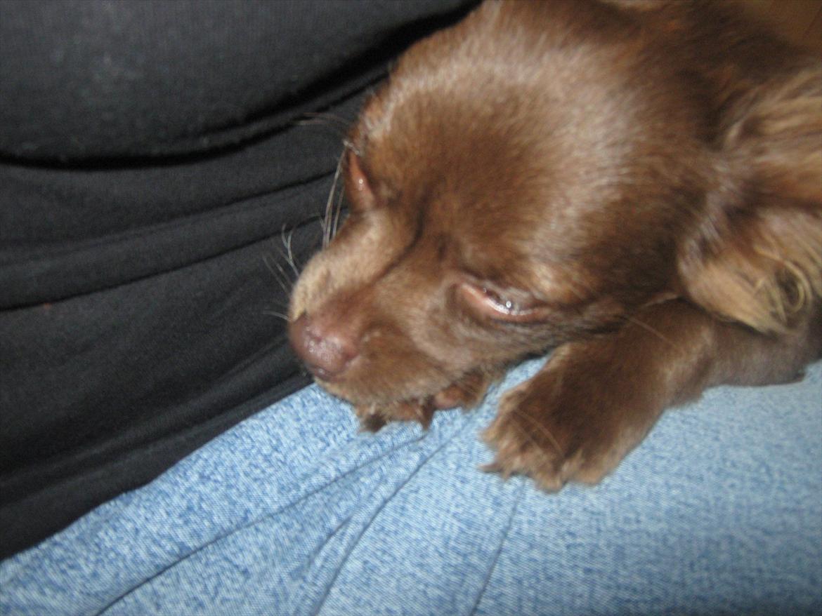 Chihuahua Enzo billede 18