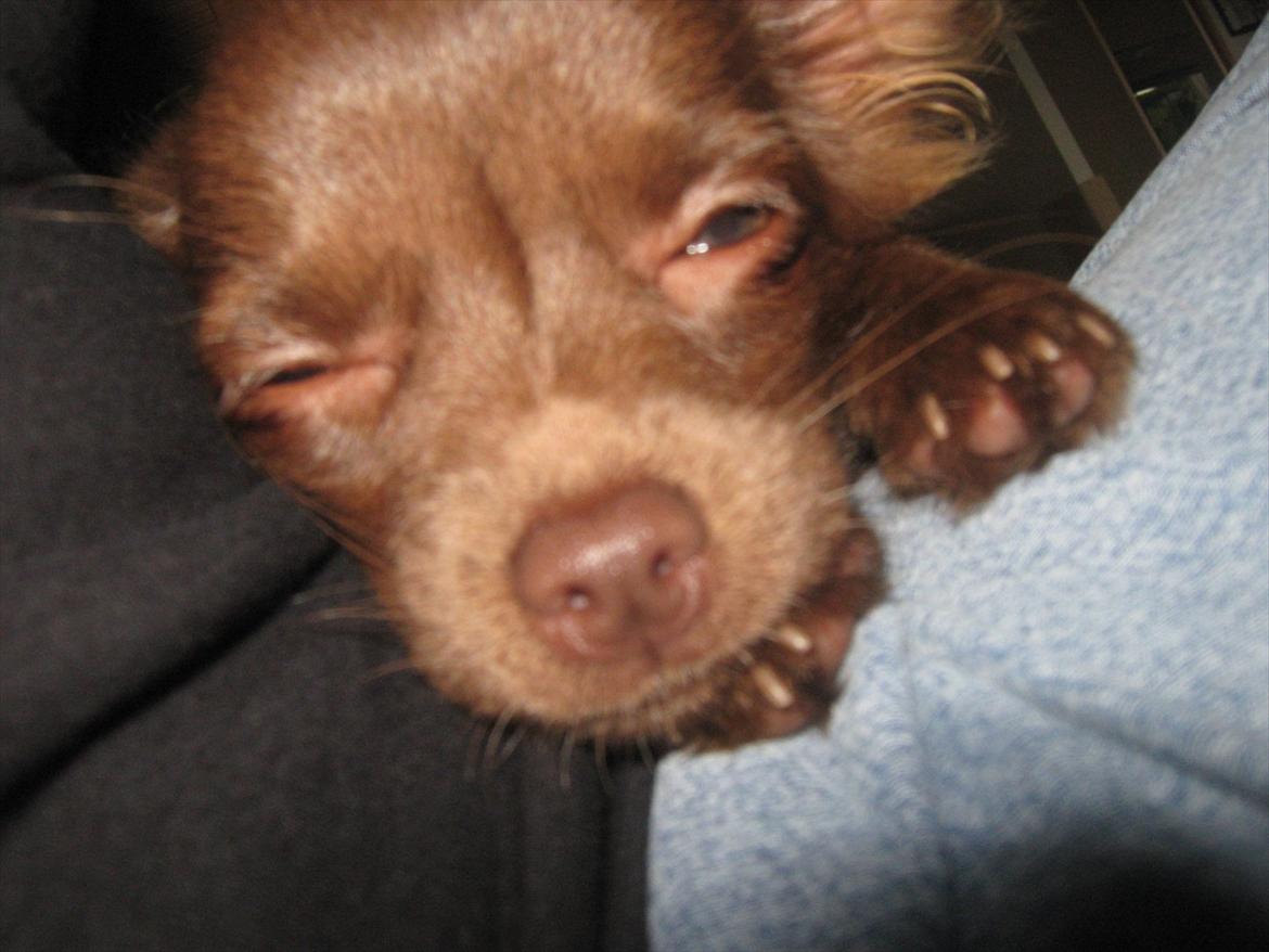 Chihuahua Enzo billede 19