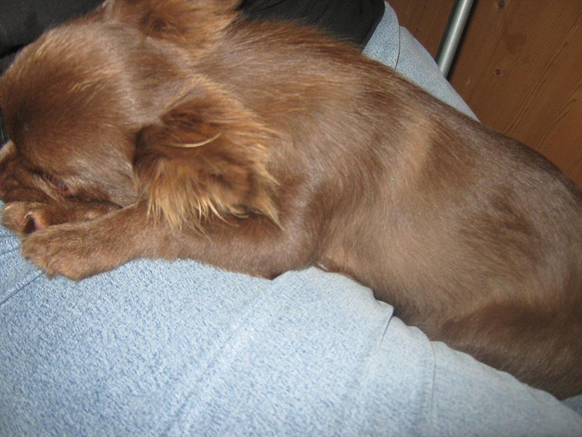 Chihuahua Enzo billede 20