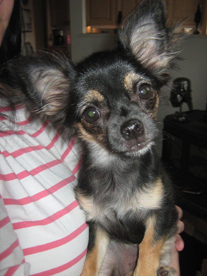 Chihuahua Berta billede 16