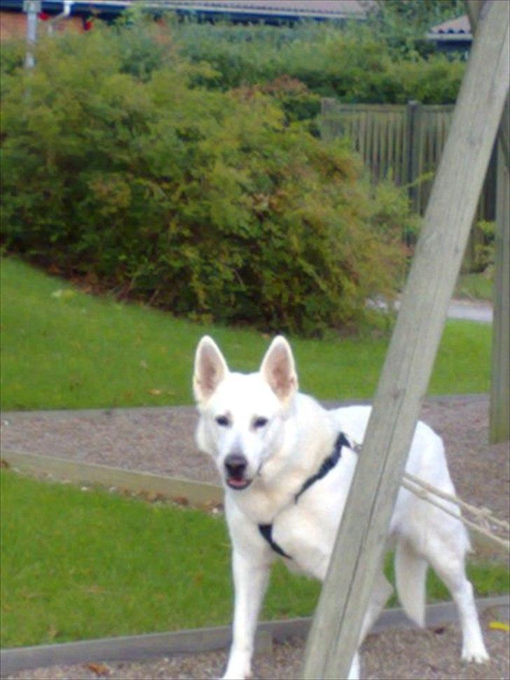 Hvid schæfer Joker (Nanok) Hvil i fred min dreng<3 billede 1