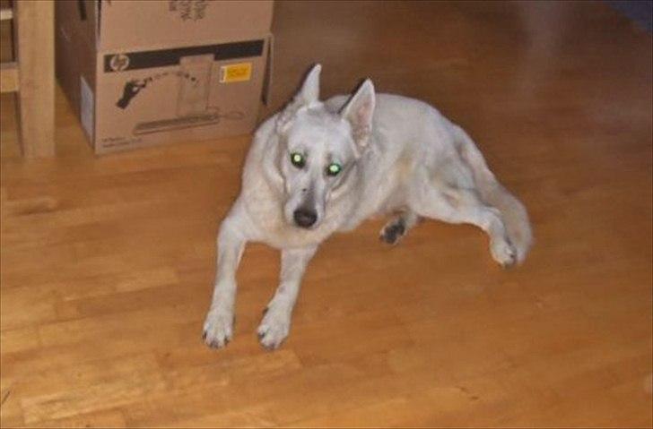 Hvid schæfer Joker (Nanok) Hvil i fred min dreng<3 billede 2