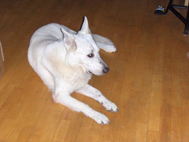 Hvid schæfer Joker (Nanok) Hvil i fred min dreng<3 billede 3