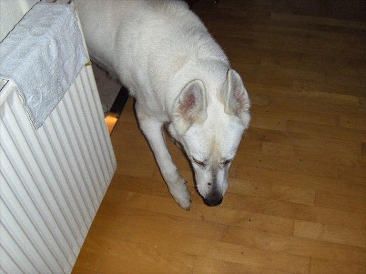 Hvid schæfer Joker (Nanok) Hvil i fred min dreng<3 billede 4