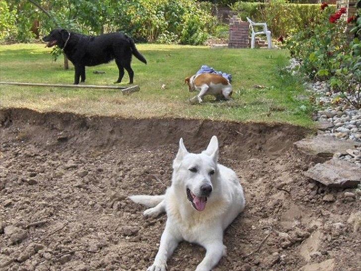 Hvid schæfer Joker (Nanok) Hvil i fred min dreng<3 billede 5