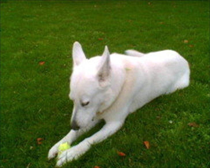 Hvid schæfer Joker (Nanok) Hvil i fred min dreng<3 billede 6