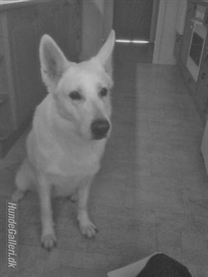 Hvid schæfer Joker (Nanok) Hvil i fred min dreng<3 billede 7