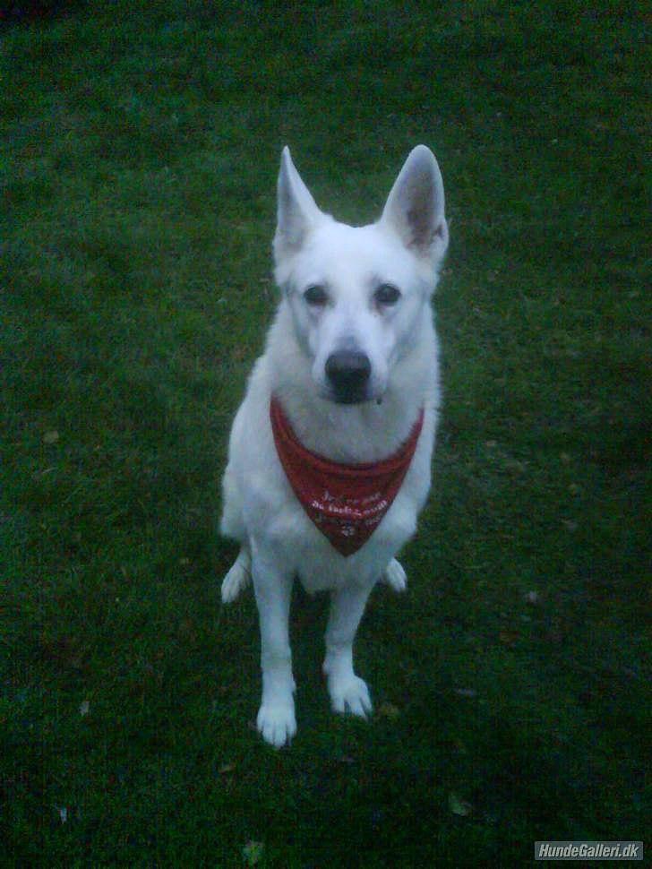 Hvid schæfer Joker (Nanok) Hvil i fred min dreng<3 billede 8