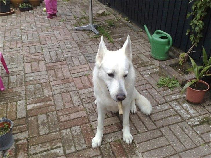 Hvid schæfer Joker (Nanok) Hvil i fred min dreng<3 billede 10