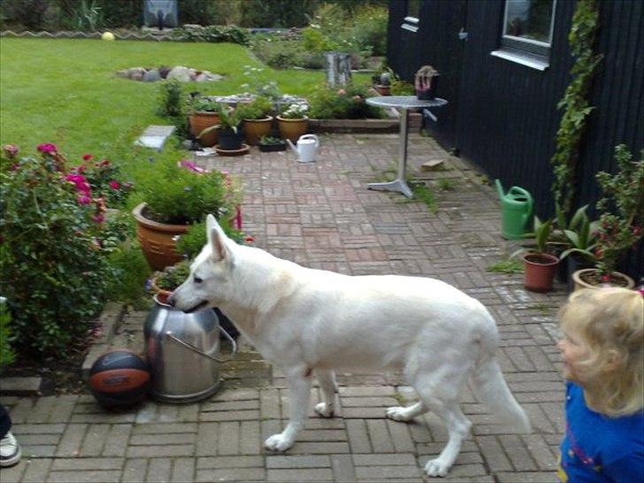 Hvid schæfer Joker (Nanok) Hvil i fred min dreng<3 billede 11