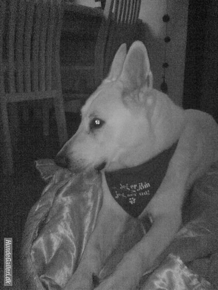 Hvid schæfer Joker (Nanok) Hvil i fred min dreng<3 billede 12