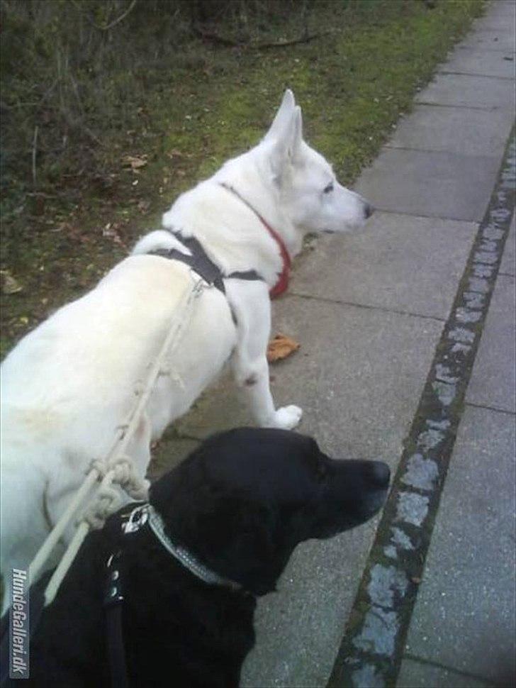 Hvid schæfer Joker (Nanok) Hvil i fred min dreng<3 billede 13