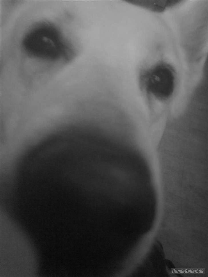 Hvid schæfer Joker (Nanok) Hvil i fred min dreng<3 billede 14