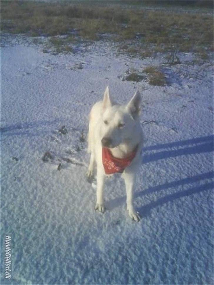 Hvid schæfer Joker (Nanok) Hvil i fred min dreng<3 billede 15