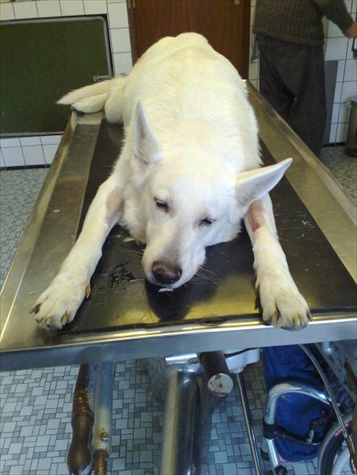 Hvid schæfer Joker (Nanok) Hvil i fred min dreng<3 billede 16