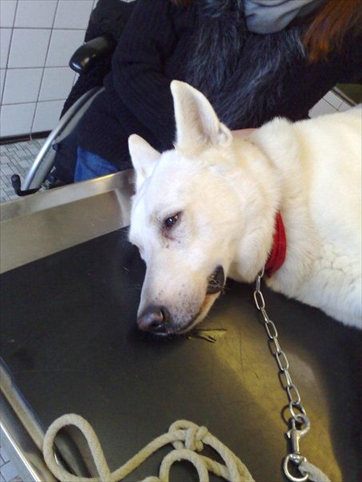 Hvid schæfer Joker (Nanok) Hvil i fred min dreng<3 billede 17