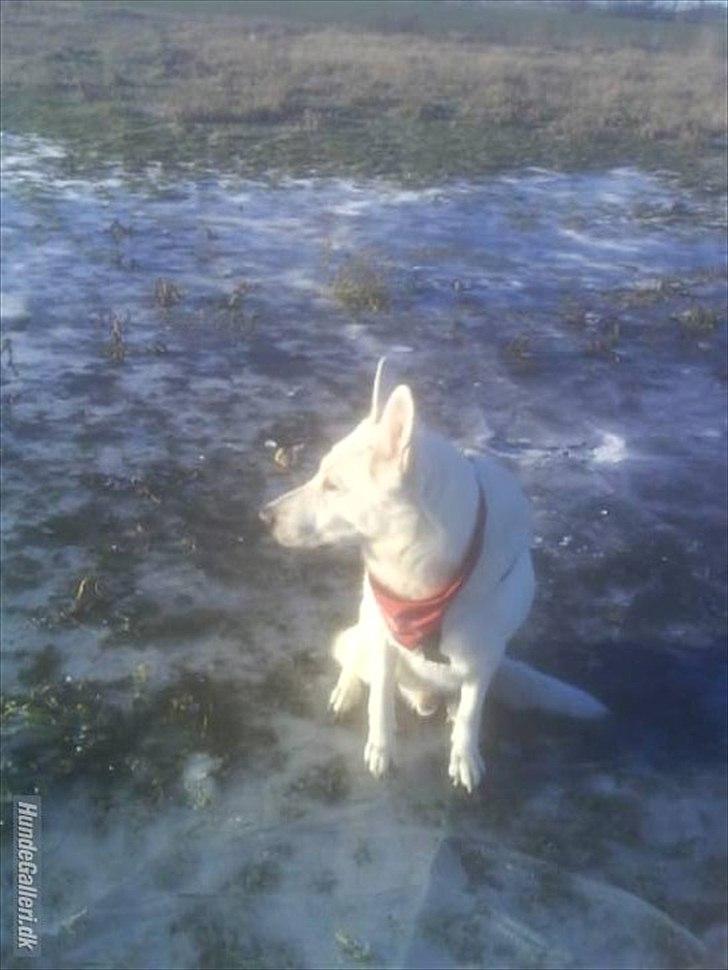 Hvid schæfer Joker (Nanok) Hvil i fred min dreng<3 billede 18