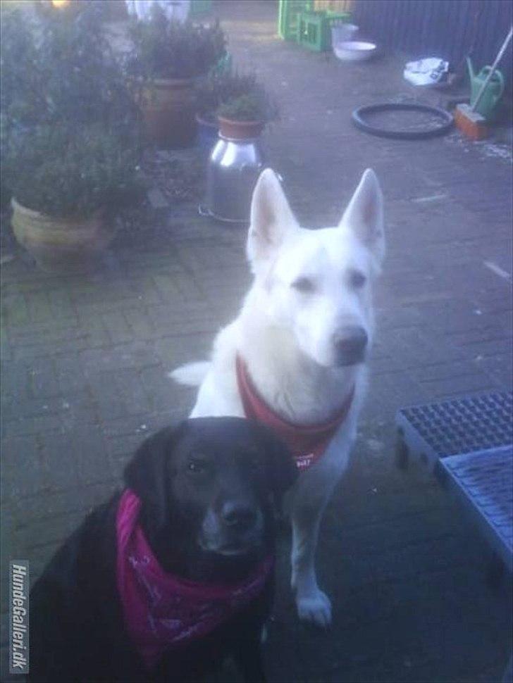 Hvid schæfer Joker (Nanok) Hvil i fred min dreng<3 billede 19