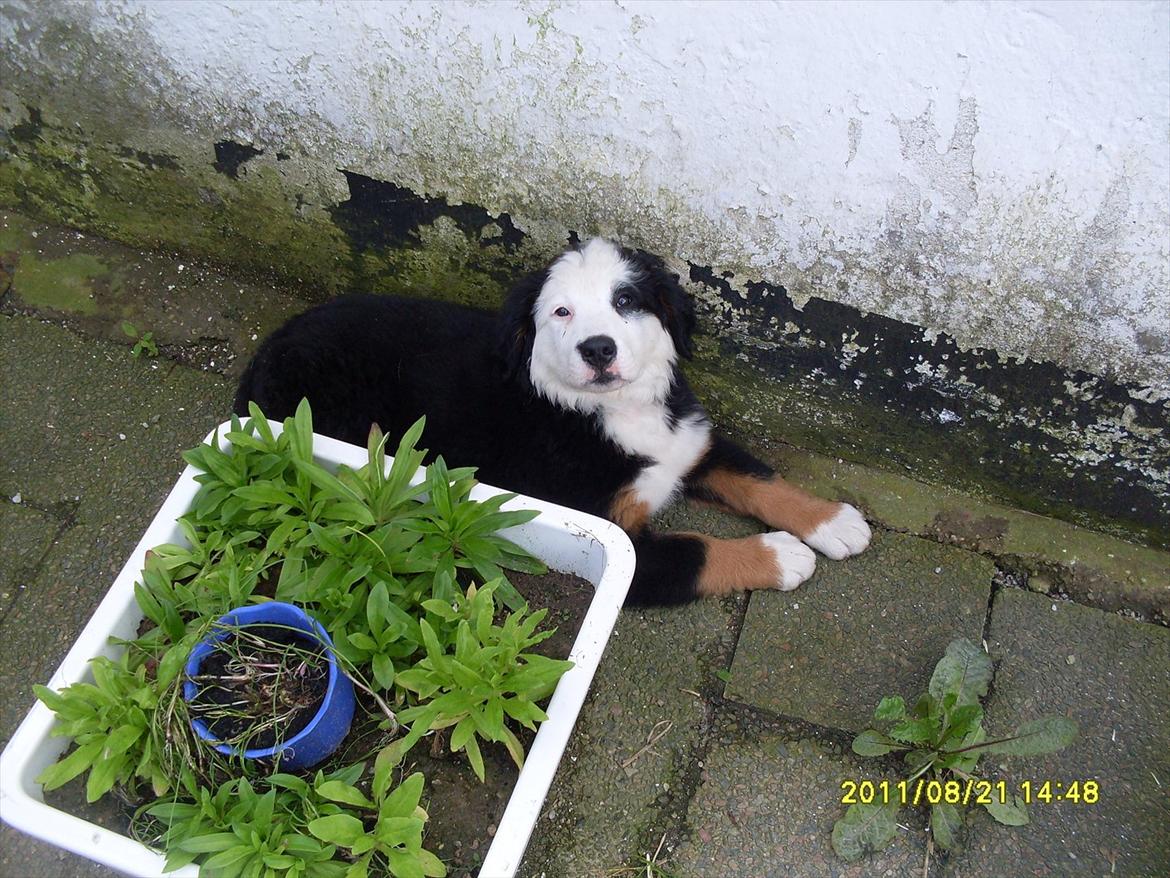 Blanding af racer Lulu billede 2