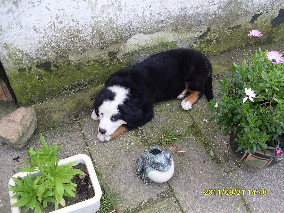 Blanding af racer Lulu billede 1