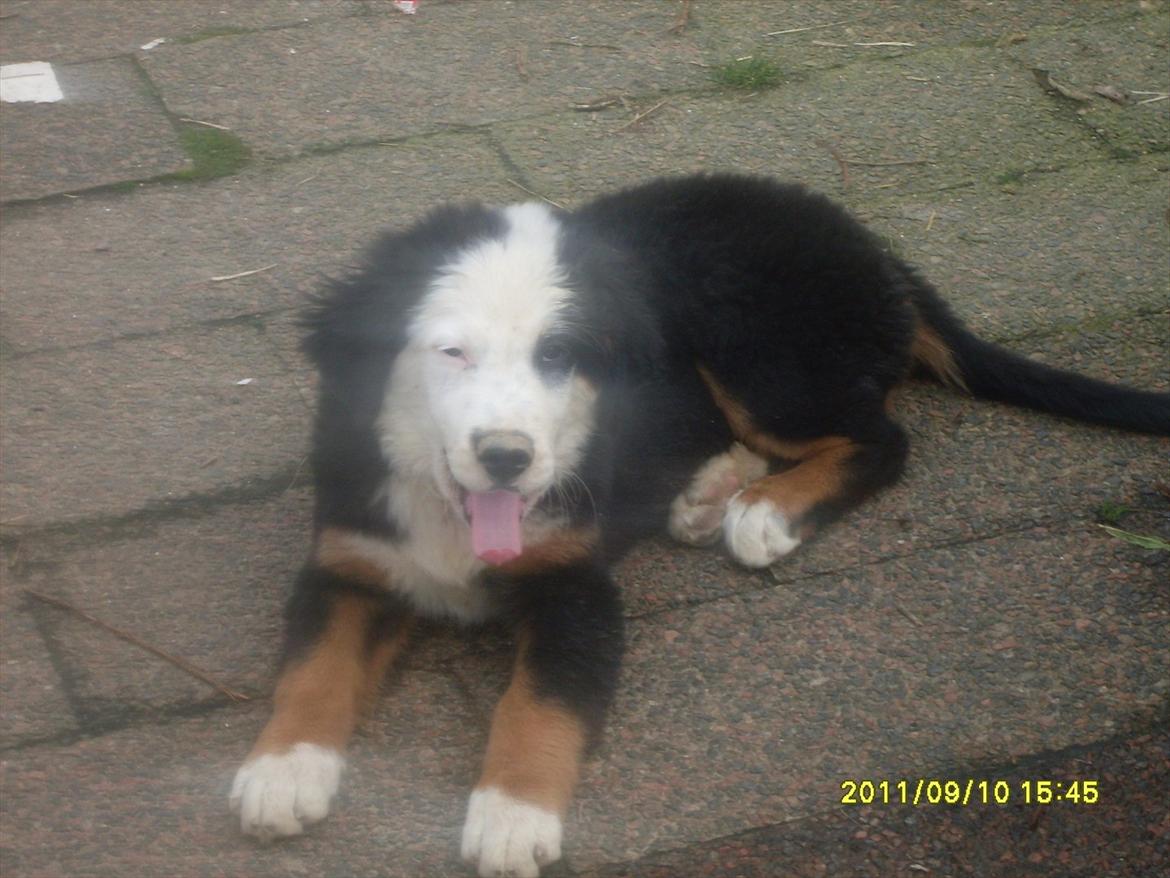 Blanding af racer Lulu billede 3