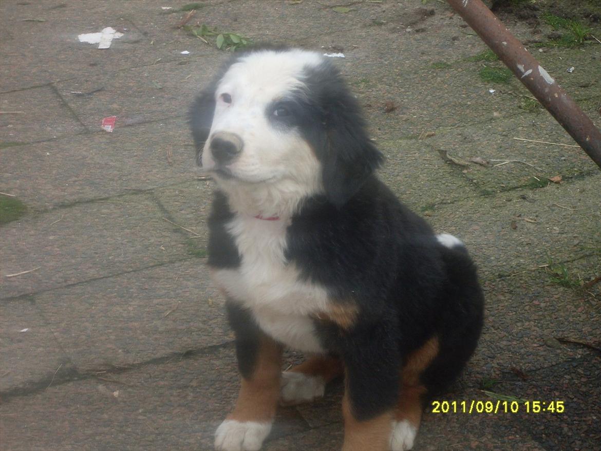 Blanding af racer Lulu billede 4