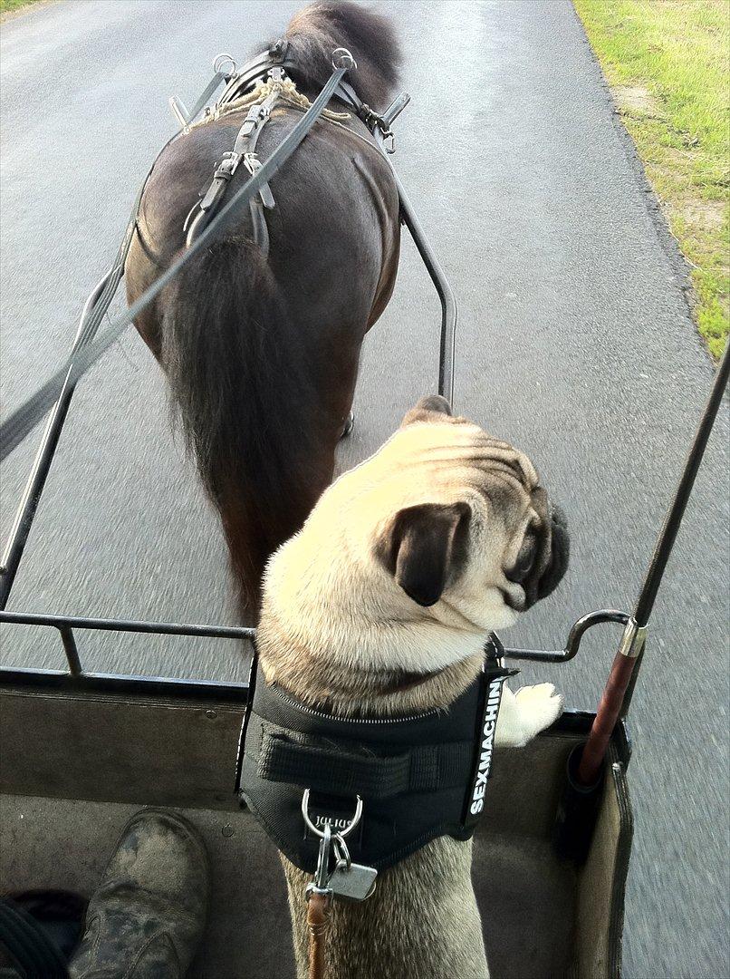 Mops Ozzy billede 20