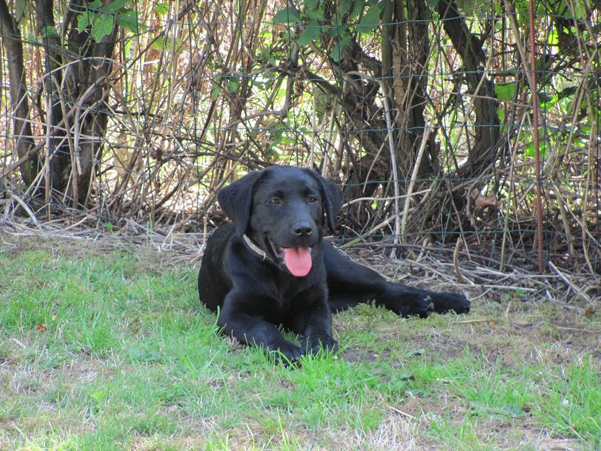 Labrador retriever zita billede 8