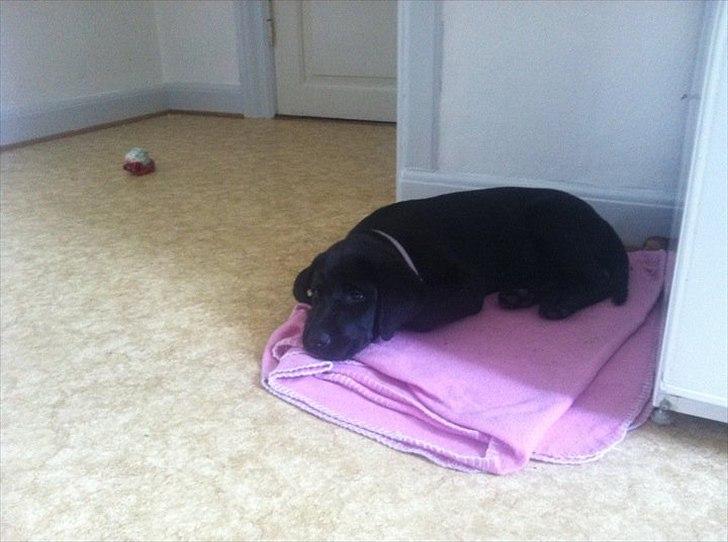 Labrador retriever zita billede 4