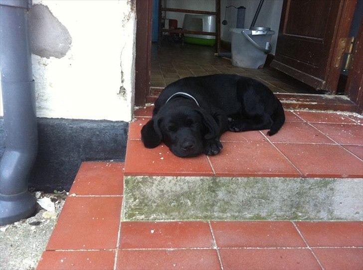 Labrador retriever zita billede 5