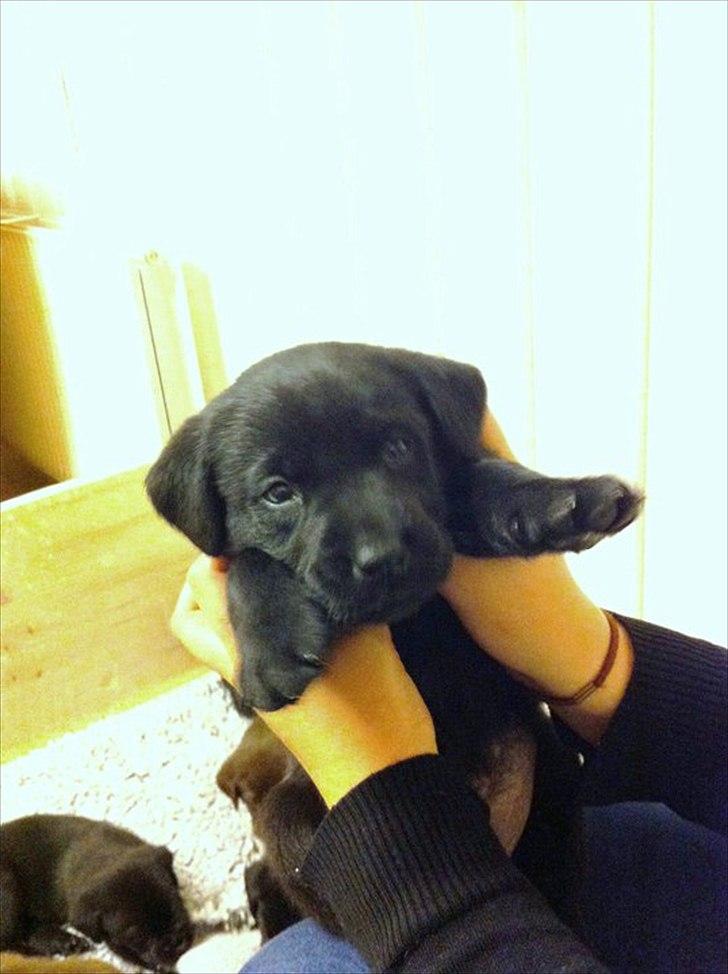 Labrador retriever zita billede 6