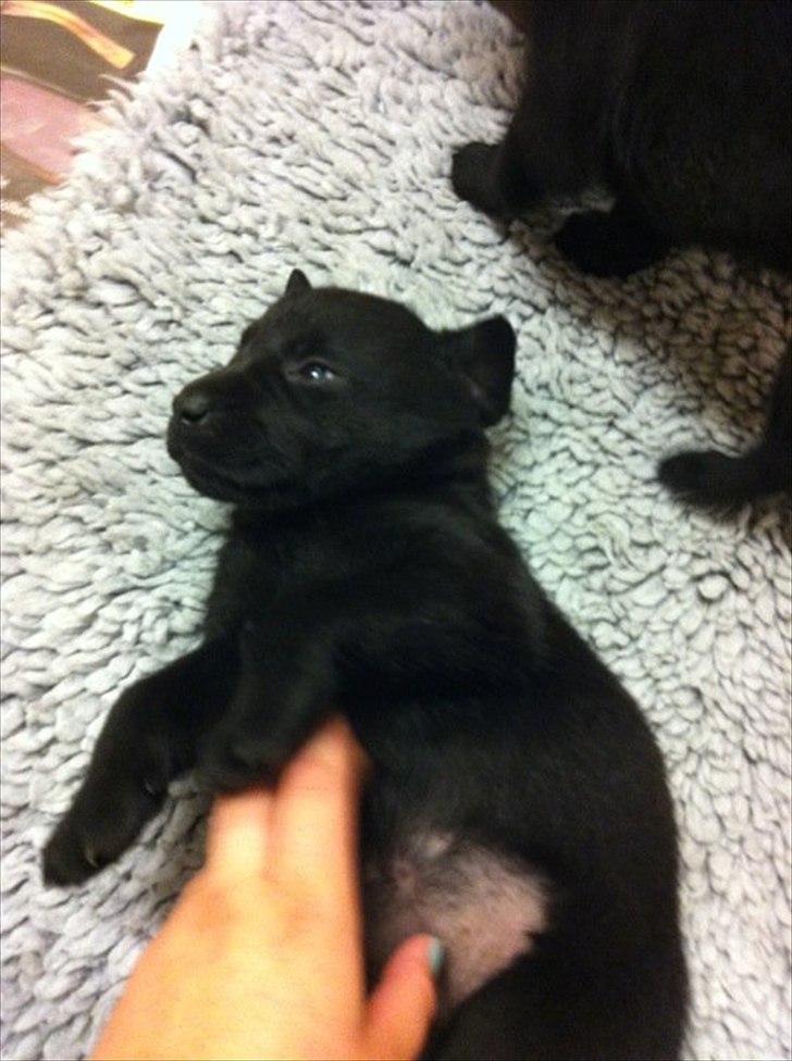 Labrador retriever zita billede 7