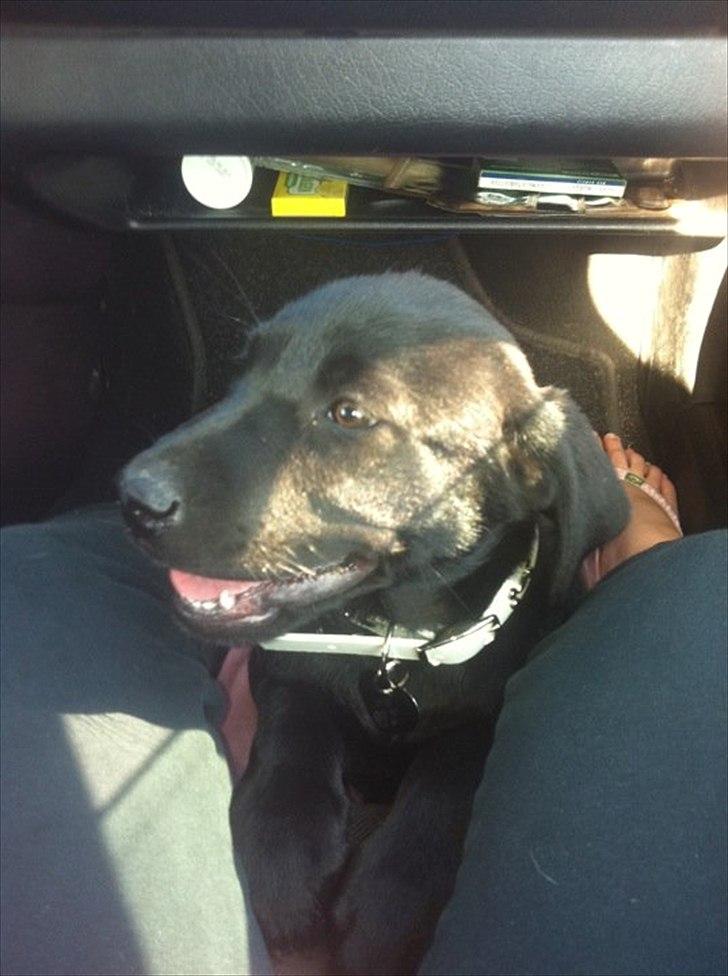 Labrador retriever zita billede 9