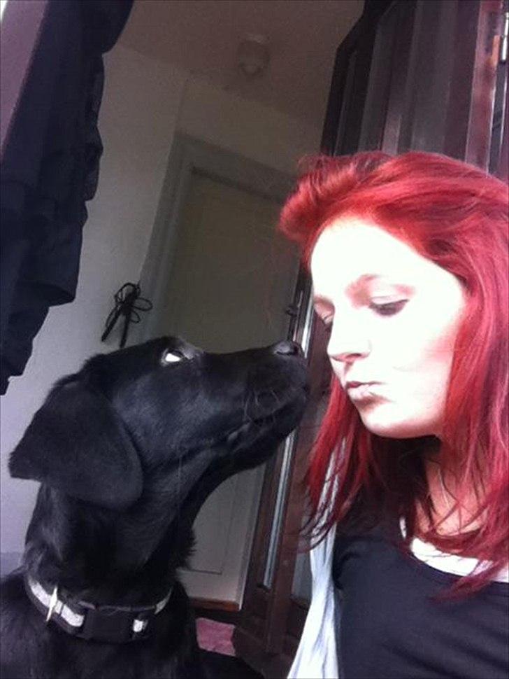 Labrador retriever zita billede 10