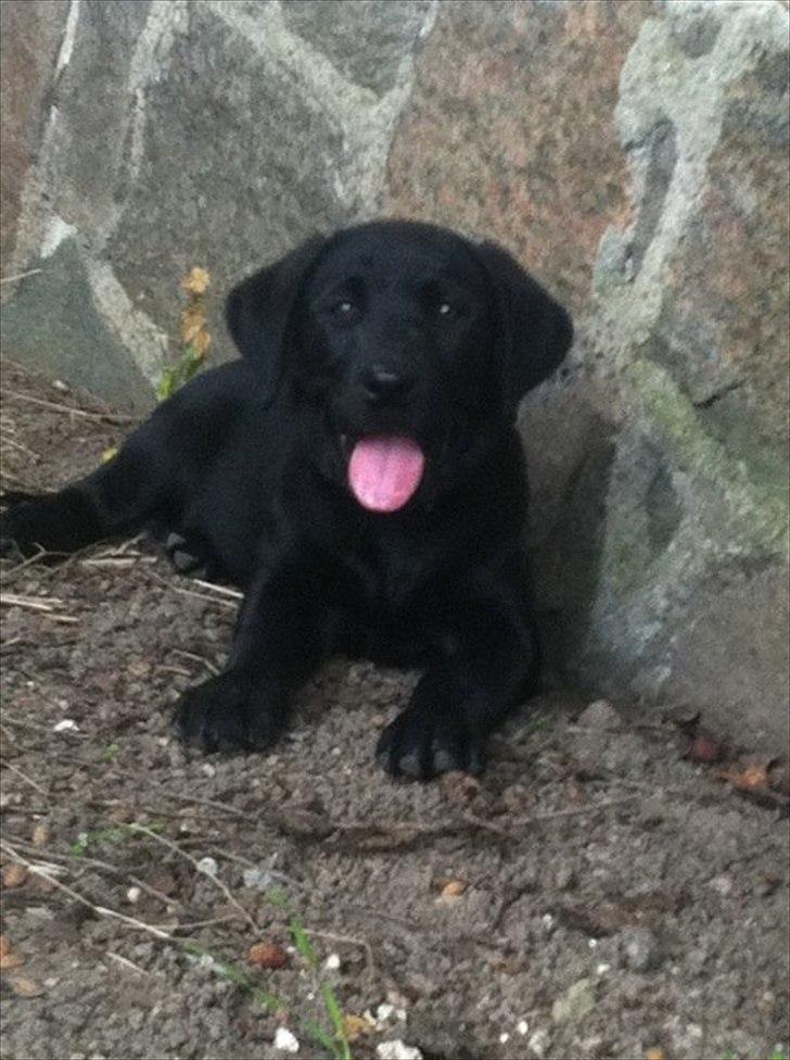 Labrador retriever zita billede 11