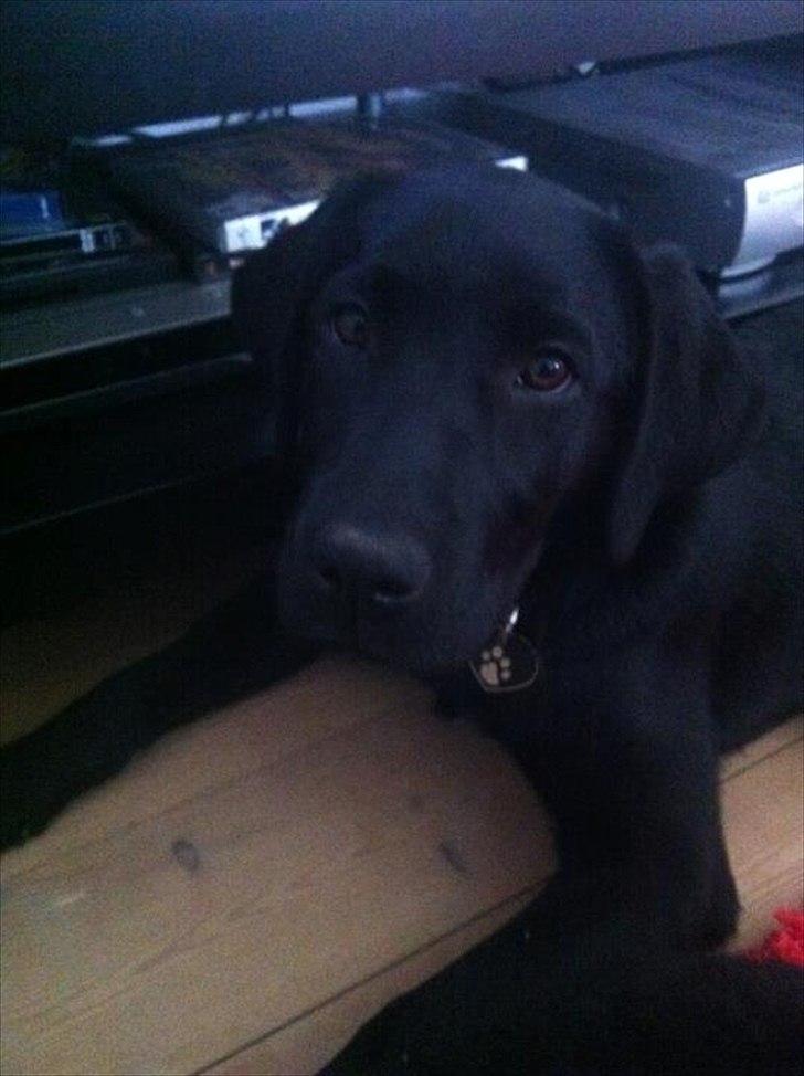 Labrador retriever zita billede 12