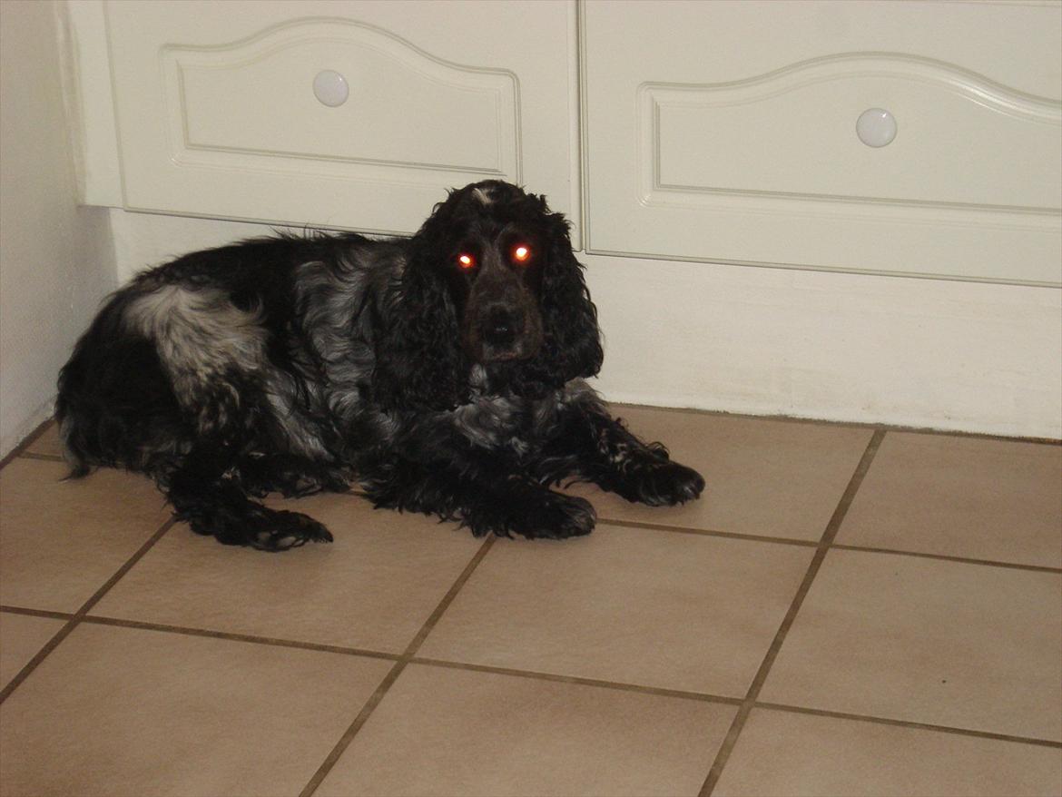 Cocker spaniel mille billede 2