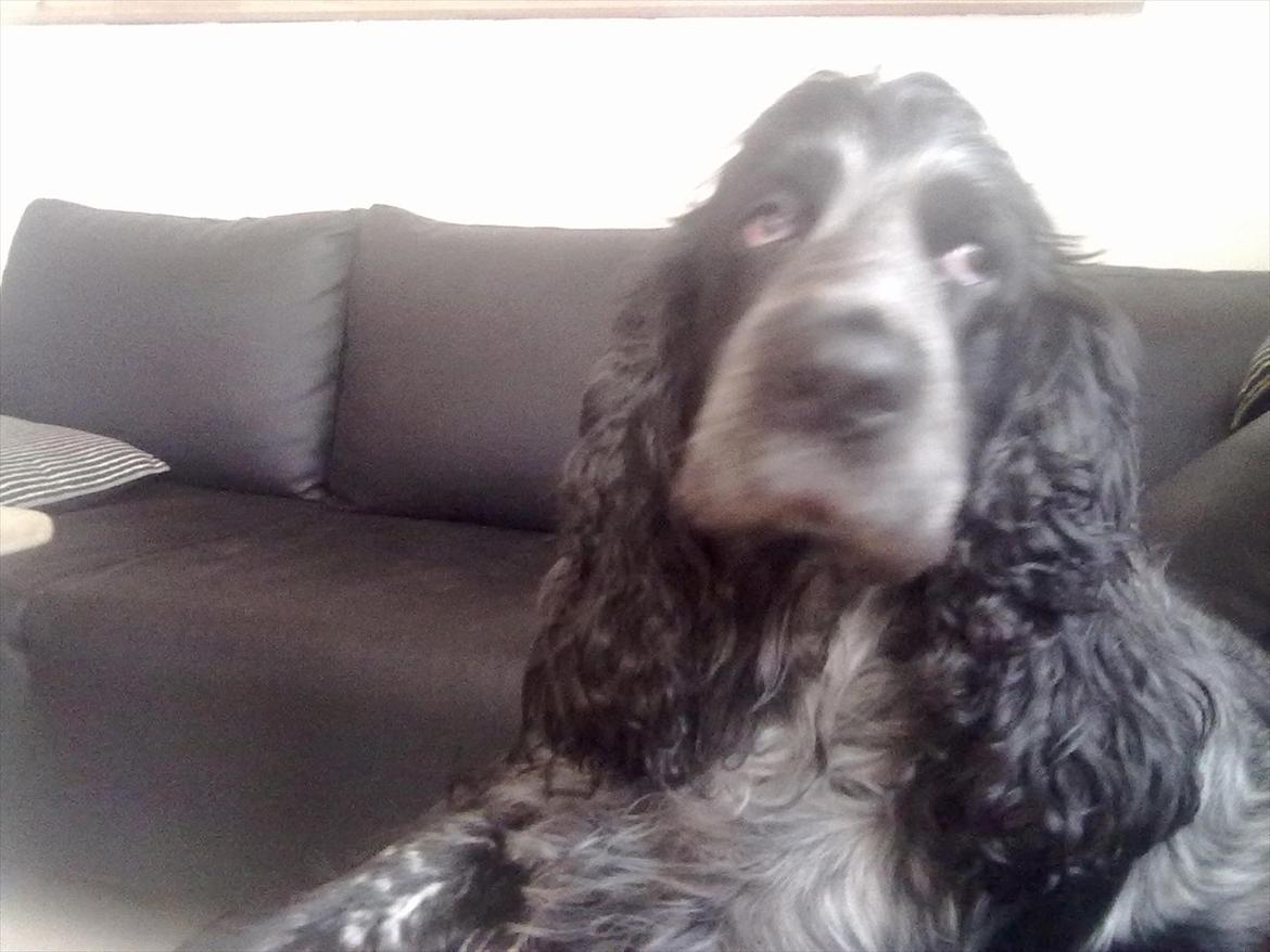 Cocker spaniel mille billede 3