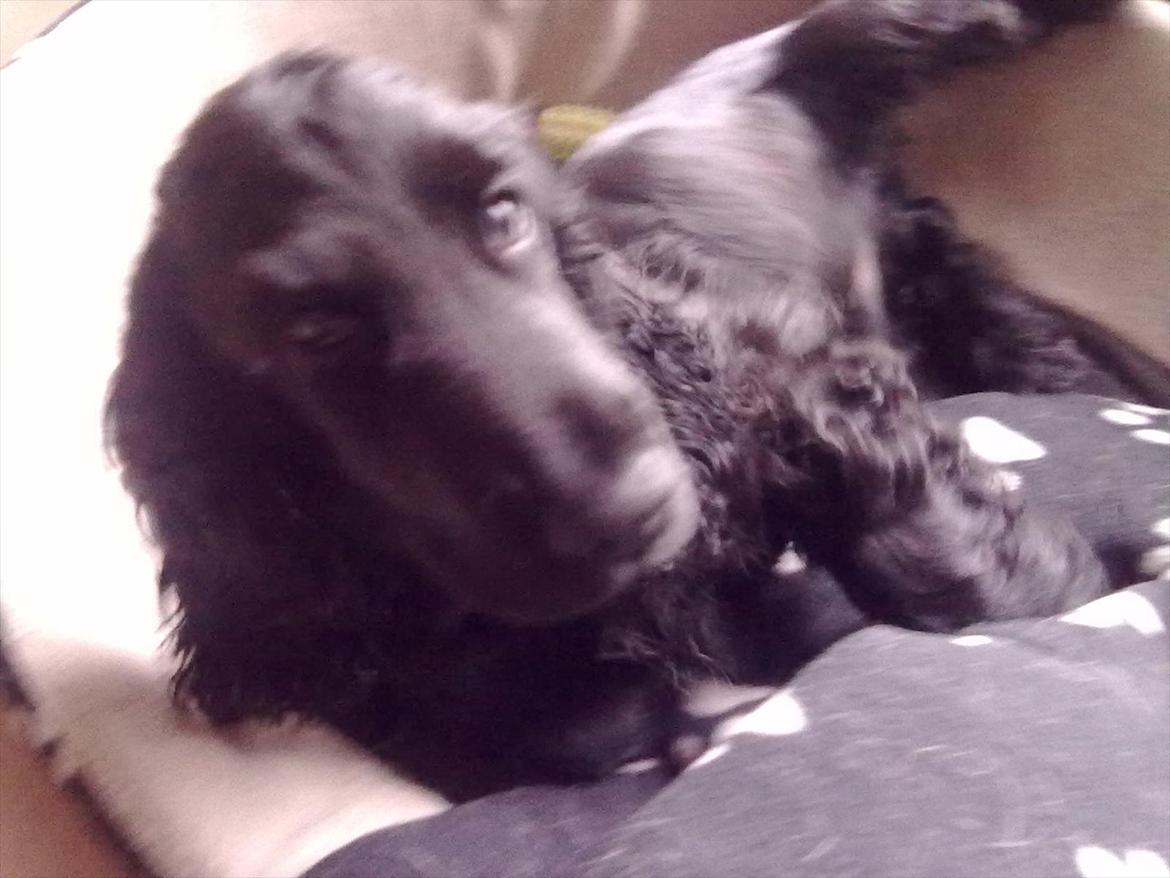 Cocker spaniel mille billede 4