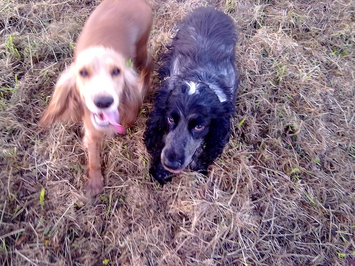 Cocker spaniel mille billede 5