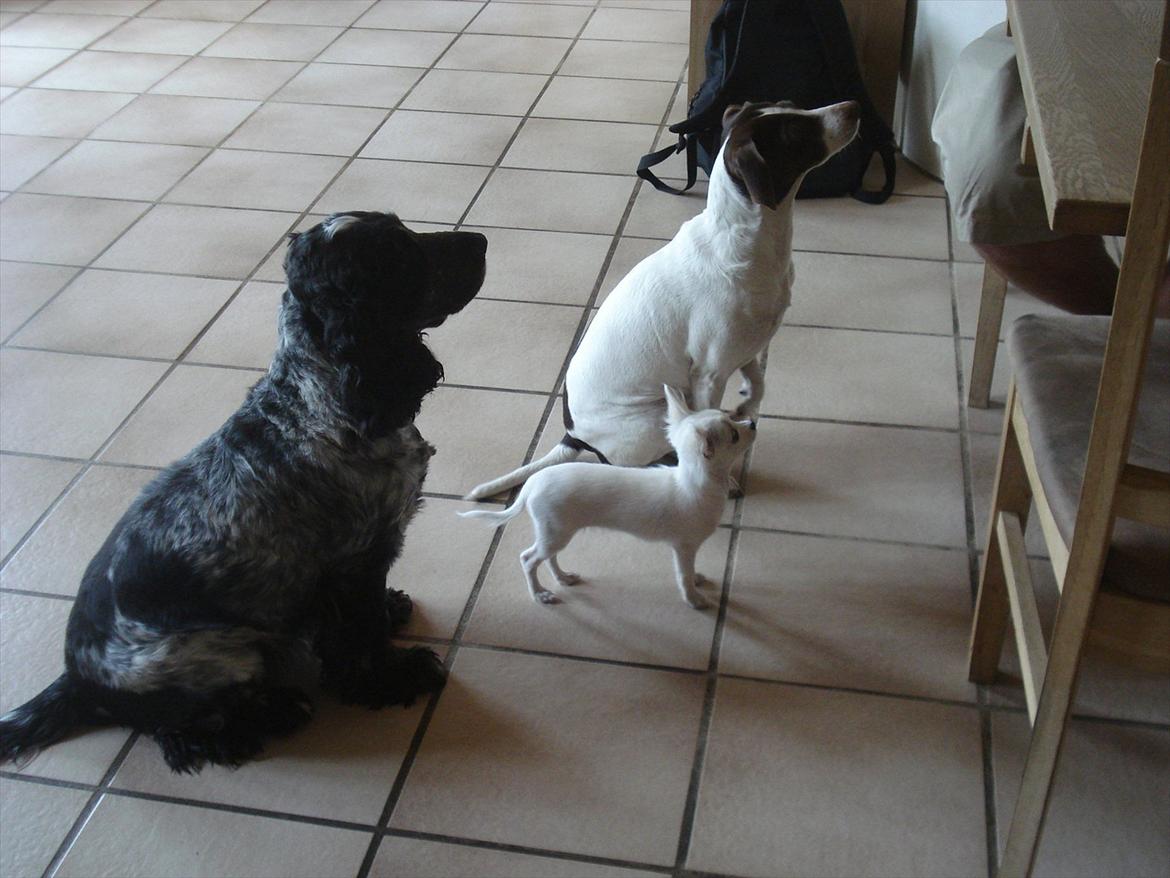 Cocker spaniel mille billede 6