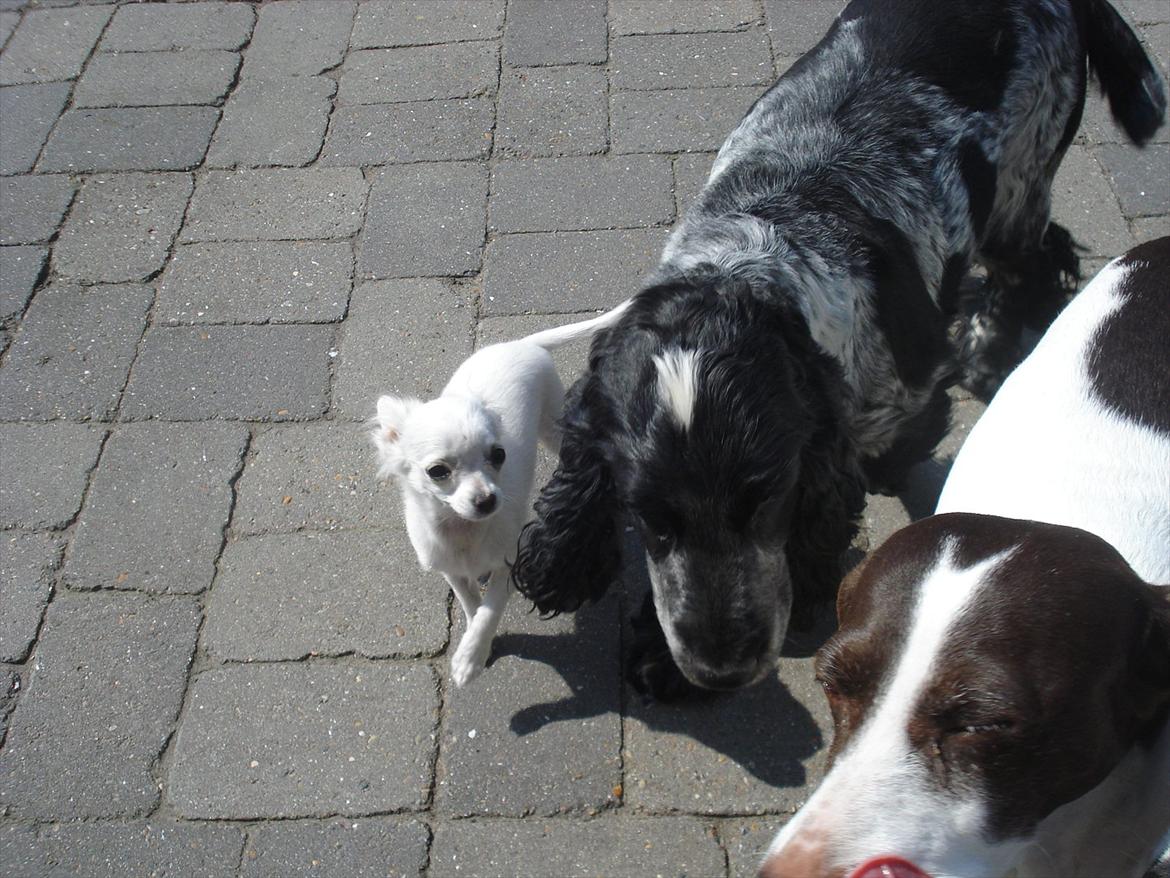 Cocker spaniel mille billede 7