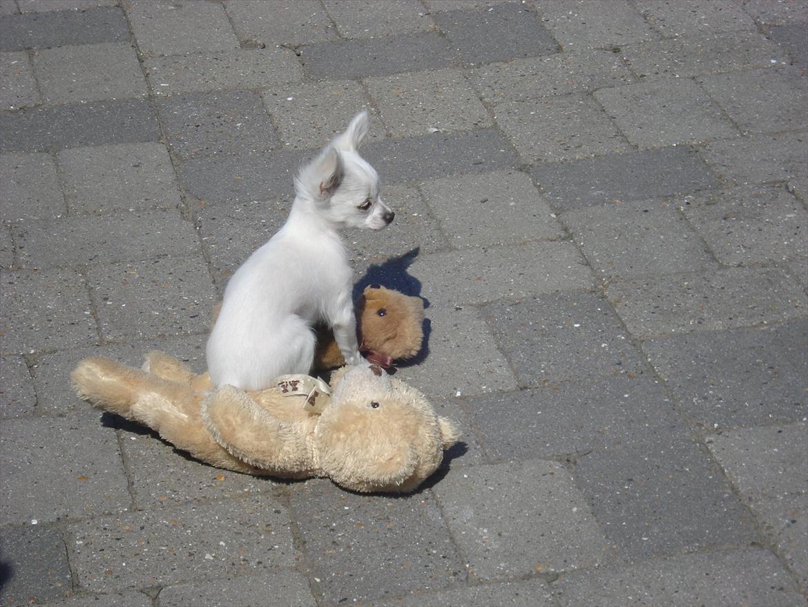 Cocker spaniel mille billede 8