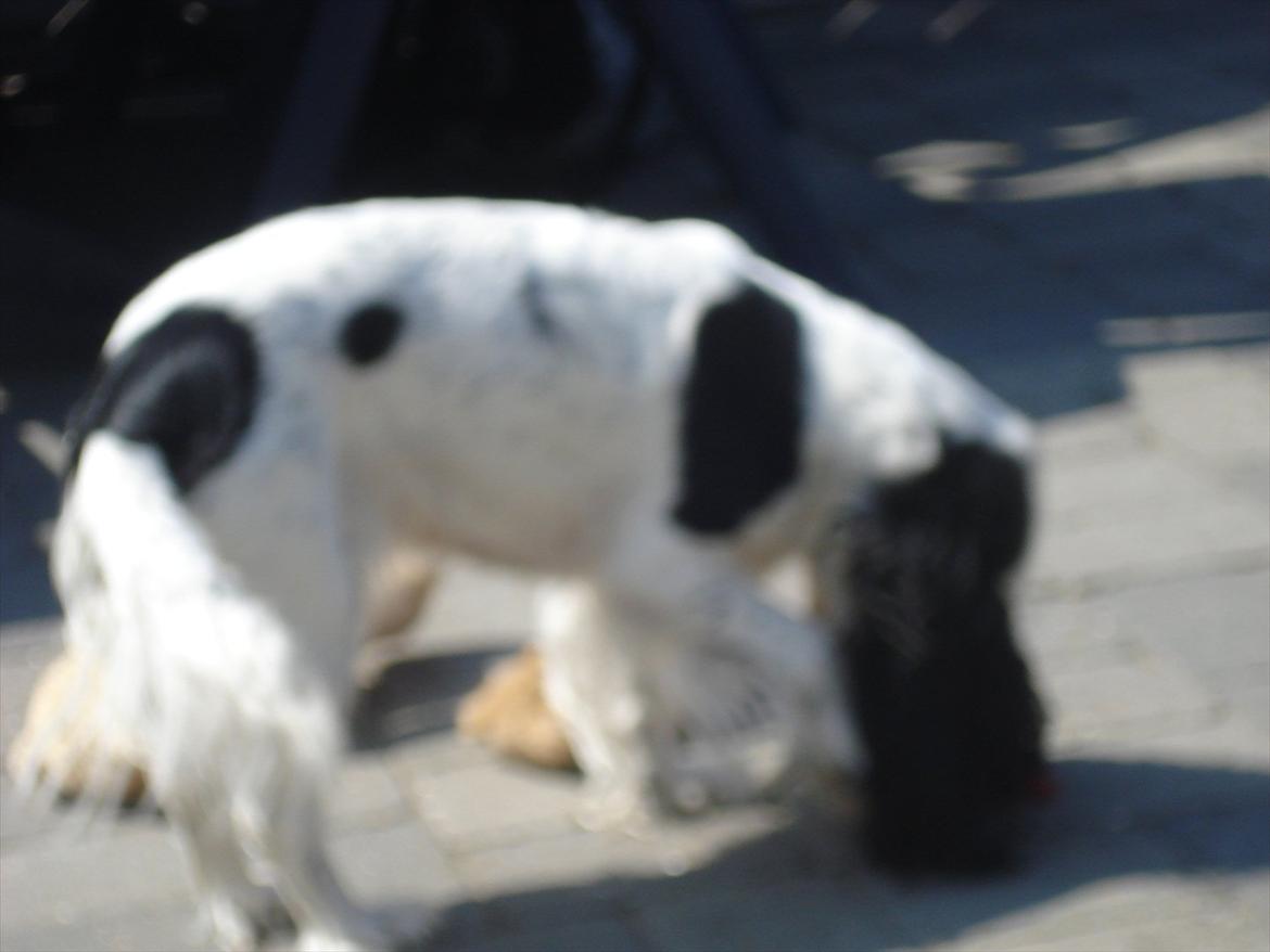 Cocker spaniel mille billede 9