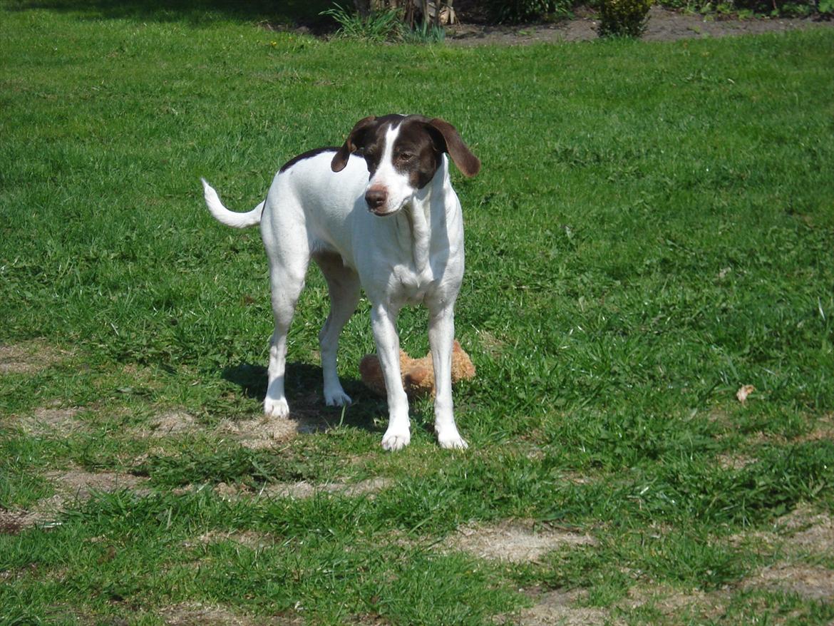 Cocker spaniel mille billede 10