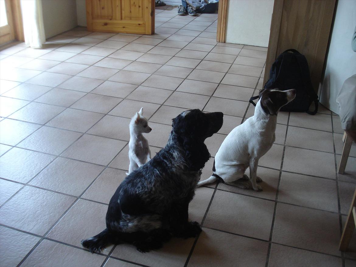 Cocker spaniel mille billede 11