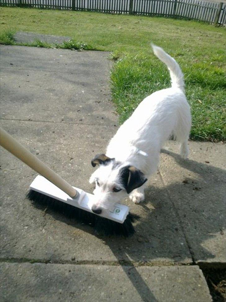 Jack russell terrier Nørlunds lollipop (Lolli) billede 3