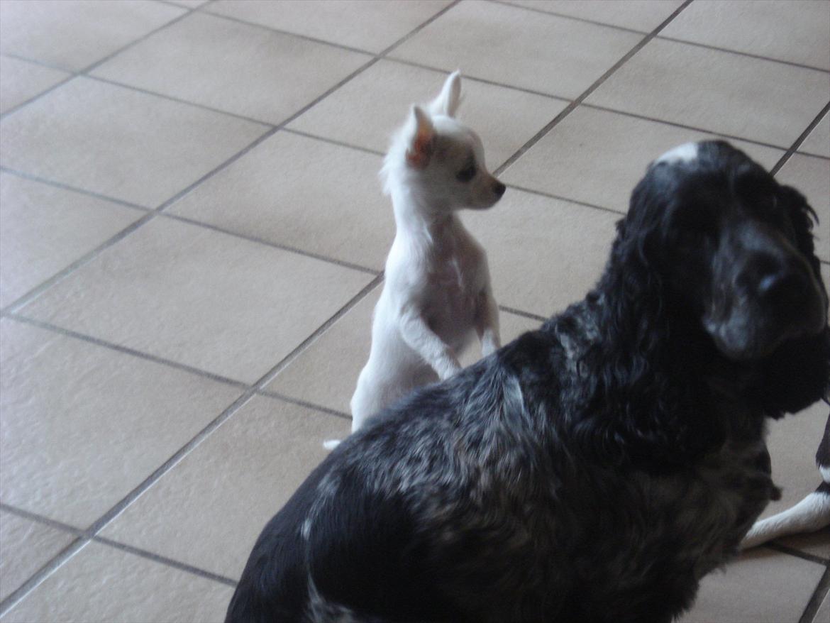 Cocker spaniel mille billede 12