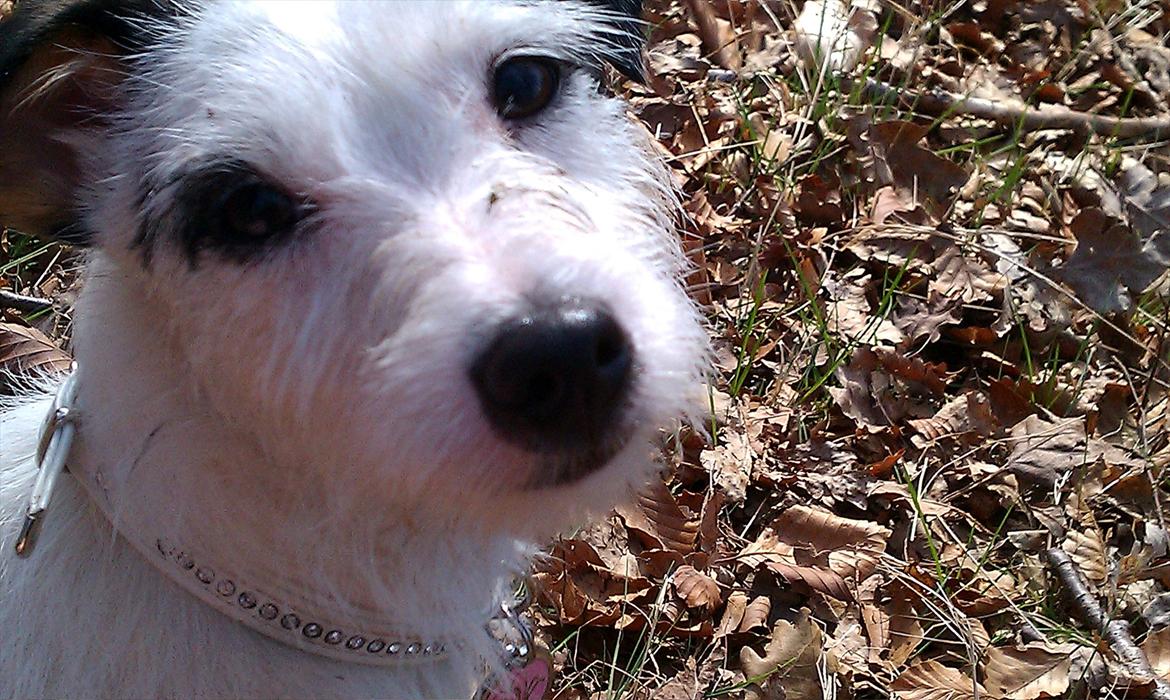 Jack russell terrier Nørlunds lollipop (Lolli) - Smukke Lollipop <3 billede 2