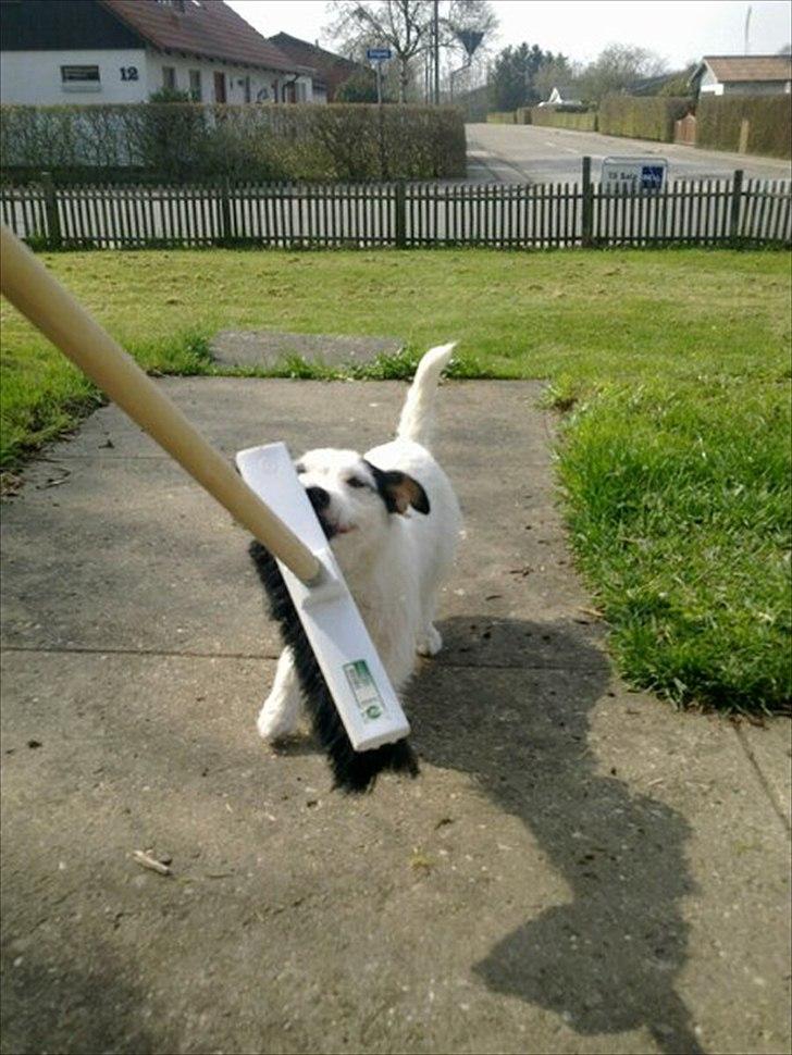 Jack russell terrier Nørlunds lollipop (Lolli) - Ja Lolli synes koste er meget sjove at lege trækkeleg med.. billede 4